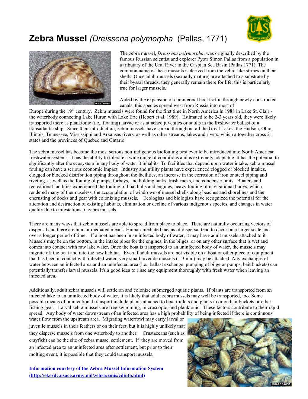 Zebra Mussel (Dreissena Polymorpha (Pallas, 1771)