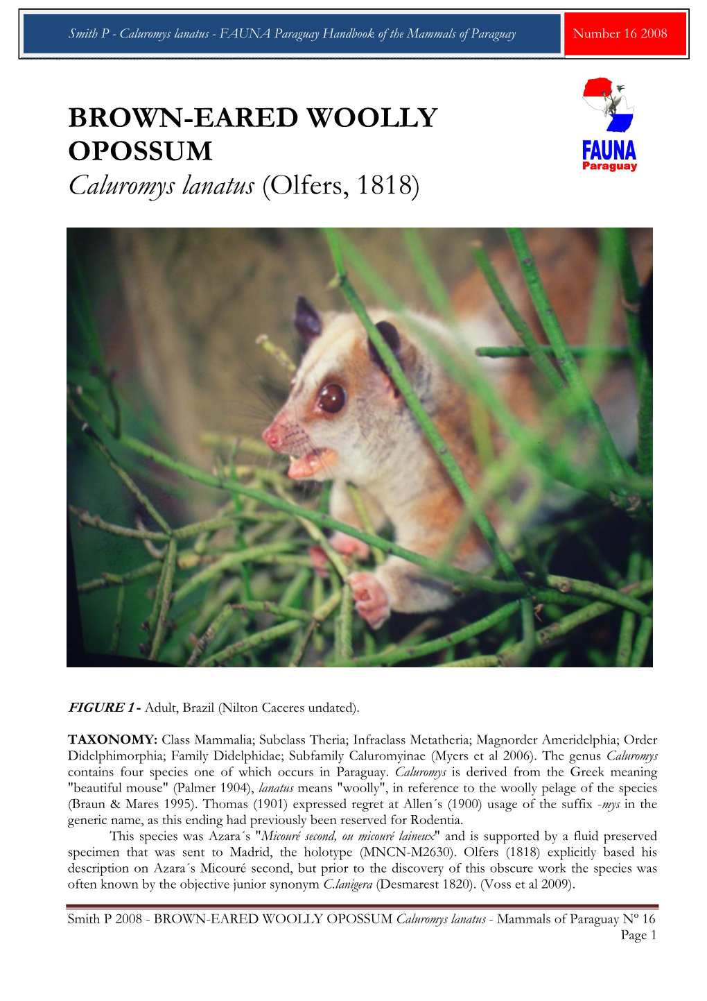 BROWN-EARED WOOLLY OPOSSUM Caluromys Lanatus (Olfers, 1818)