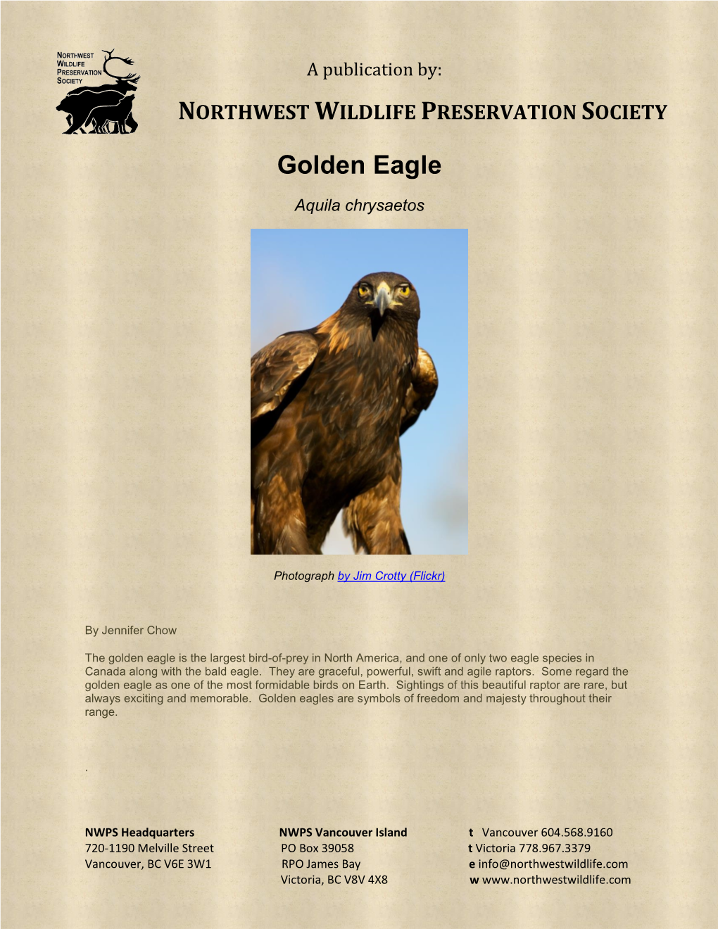 Golden Eagle