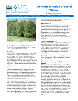 Release Brochure for Aberdeen Selection of Laurel Willow (Salix