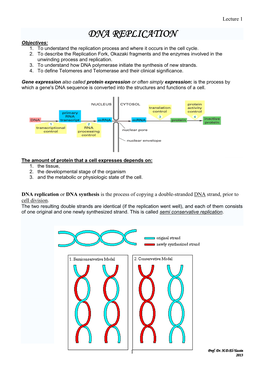 DNA REPLICATION Objectives: 1