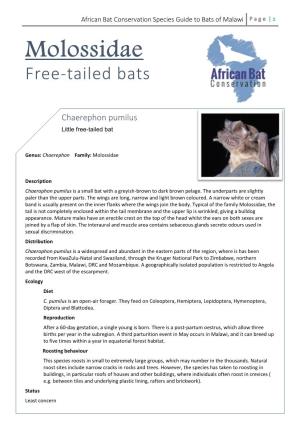 African Bat Conservation Species Guide to Bats of Malawi P a G E | 1