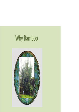 Why Bamboo Focus of This Presentation