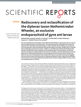 Rediscovery and Reclassification of the Dipteran Taxon Nothomicrodon