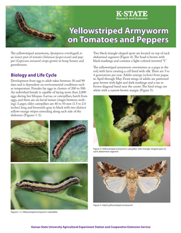 MF3250 Yellowstriped Armyworm on Tomatoes and Peppers
