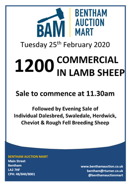 Commercial in Lamb Sheep