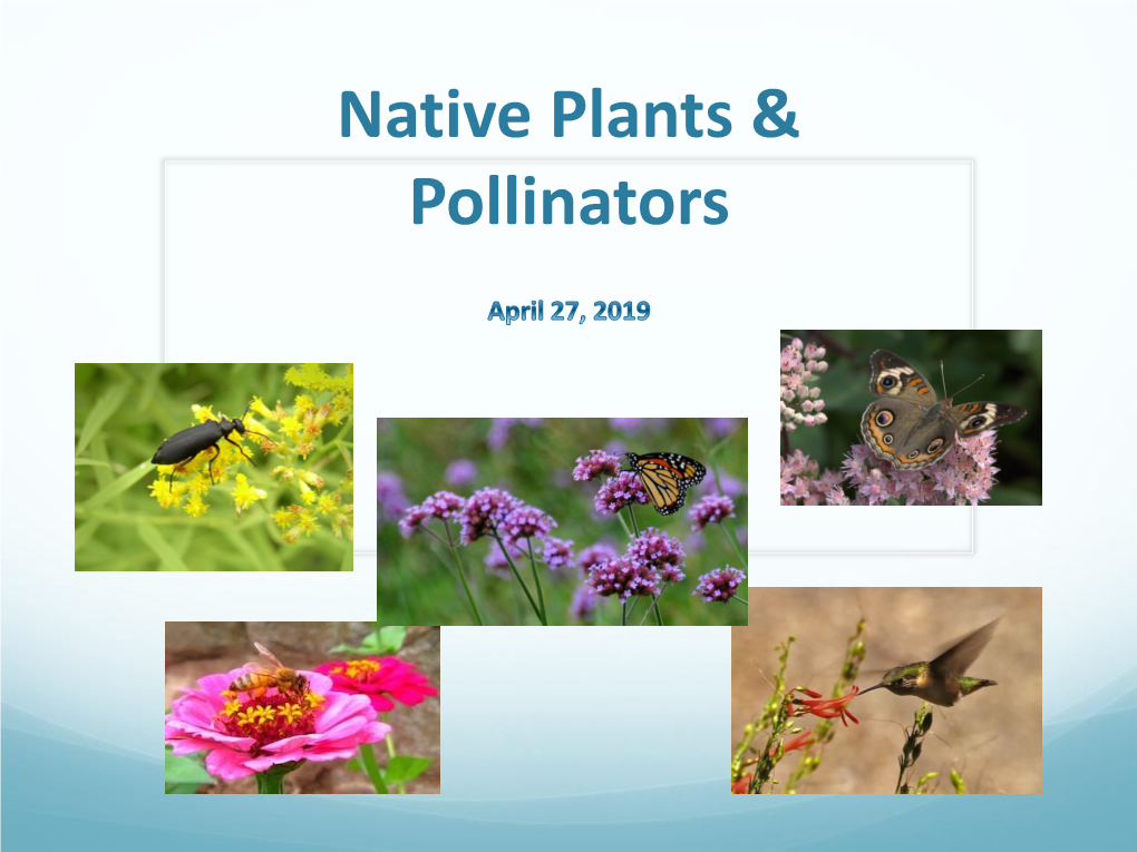 Native Plants & Pollinators