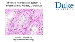 The Male Reproductive System - 1 Hypothalamus-Pituitary-Gonad Axis