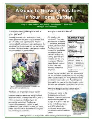 A Guide to Growing Potatoes in Your Home Garden