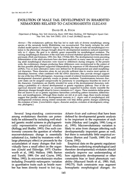 Evolution of Male Tail Development in Rhabditid Nematodes Related to Caenorhabditis Elegans