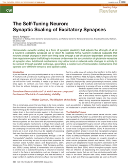 Synaptic Scaling of Excitatory Synapses