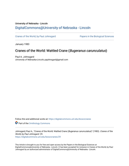 Wattled Crane (Bugeranus Carunculatus)