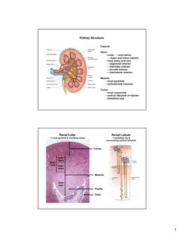 Kidney Structure Renal Lobe Renal Lobule