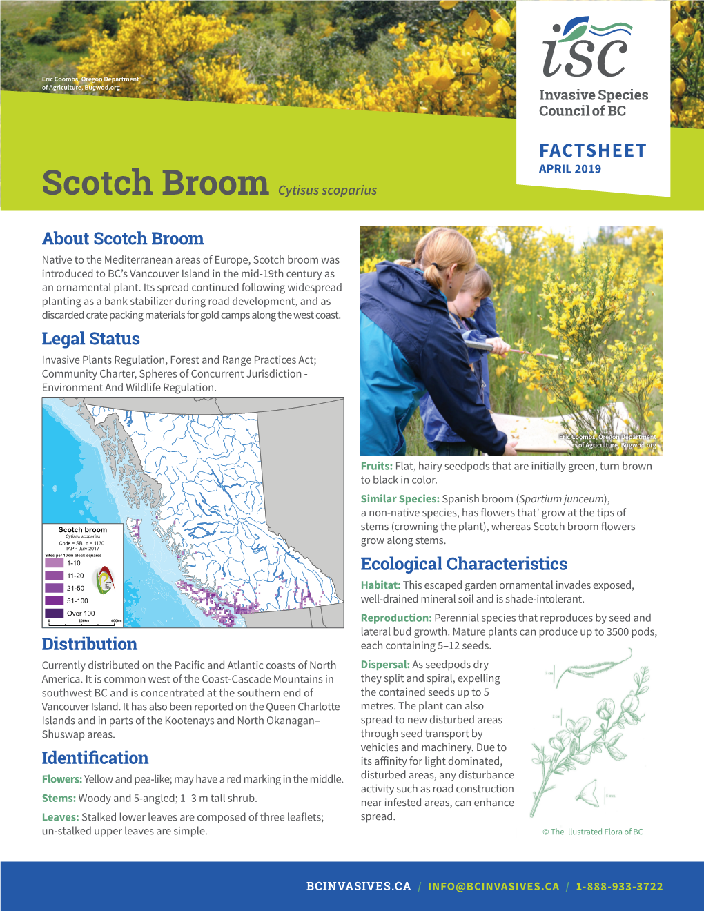 FACTSHEET APRIL 2019 Scotch Broom Cytisus Scoparius