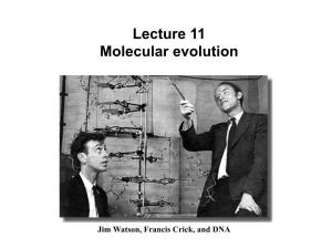 Lecture 11 Molecular Evolution