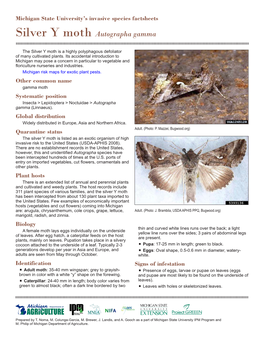 Silver Y Moth Autographa Gamma