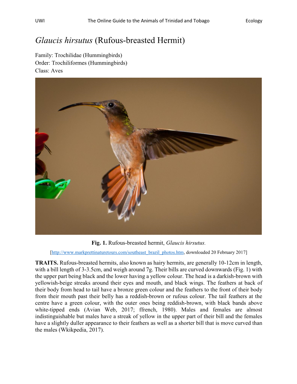 Glaucis Hirsutus (Rufous-Breasted Hermit)