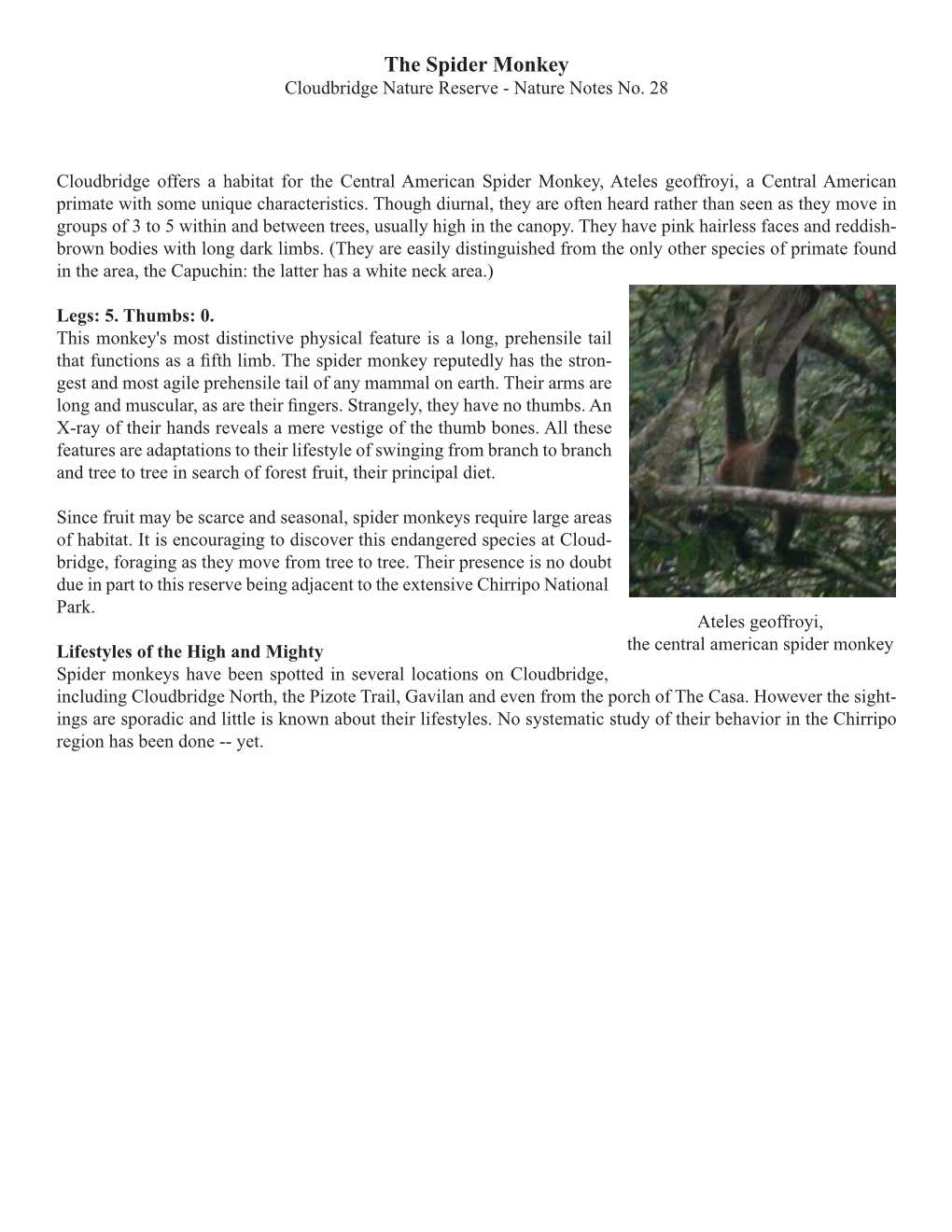 The Spider Monkey Cloudbridge Nature Reserve - Nature Notes No