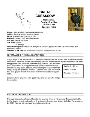 GREAT CURASSOW Galliformes Family: Cracidae Genus: Crax Species: Rubra