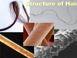 Hair Structure Cuticle