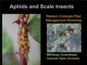 Aphids and Scale Insects