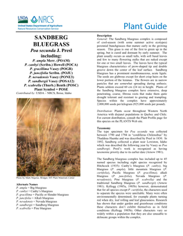 Sandberg Bluegrass Plant Guide