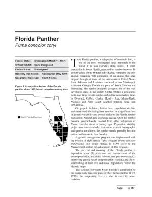 Florida Panther Puma Concolor Coryi
