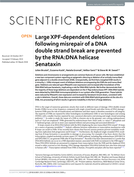 Large XPF-Dependent Deletions Following Misrepair of a DNA Double Strand Break Are Prevented by the RNA:DNA Helicase Senataxin