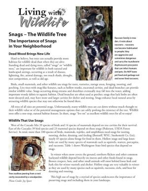 Snags – the Wildlife Tree Raccoon Family in Tree the Importance of Snags Den