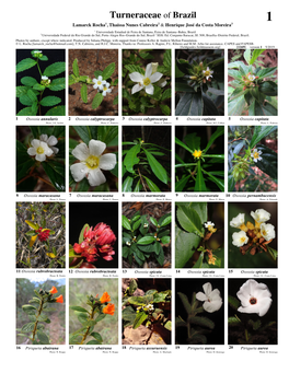 Turneraceae of Brazil