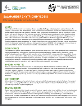 SALAMANDER CHYTRIDIOMYCOSIS Other Names: Salamander Chytrid Disease, B Sal