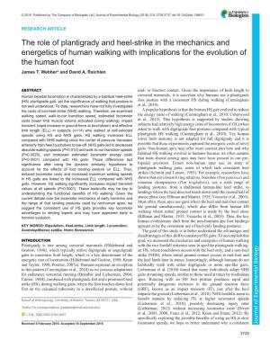 The Role of Plantigrady and Heel-Strike in the Mechanics and Energetics of Human Walking with Implications for the Evolution of the Human Foot James T