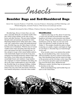SP341-H Boxelder Bugs and Red-Shouldered Bugs