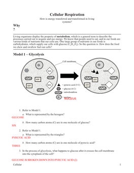 Cellular Respiration How Is Energy Transferred and Transformed in Living Systems? Why ?