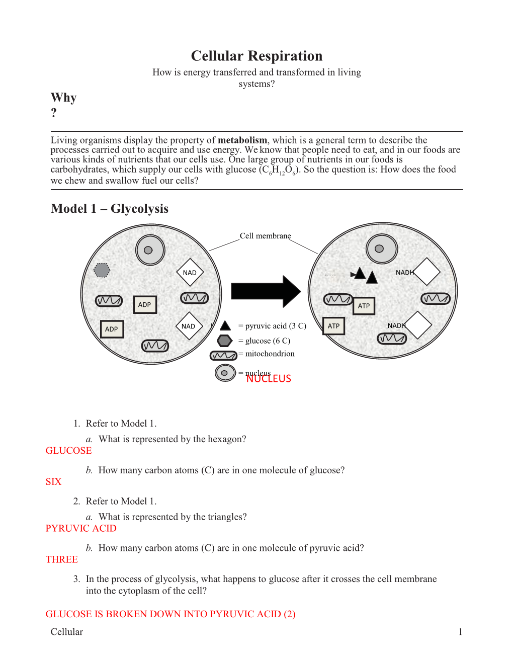 cellular-respiration-how-is-energy-transferred-and-transformed-in