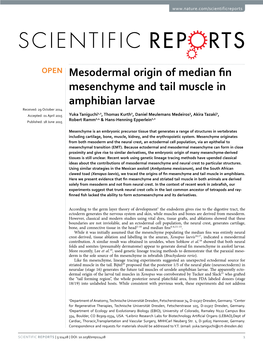 Mesodermal Origin of Median Fin Mesenchyme and Tail Muscle In