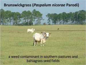 Brunswick Grass Or Brown Seeded Paspalum