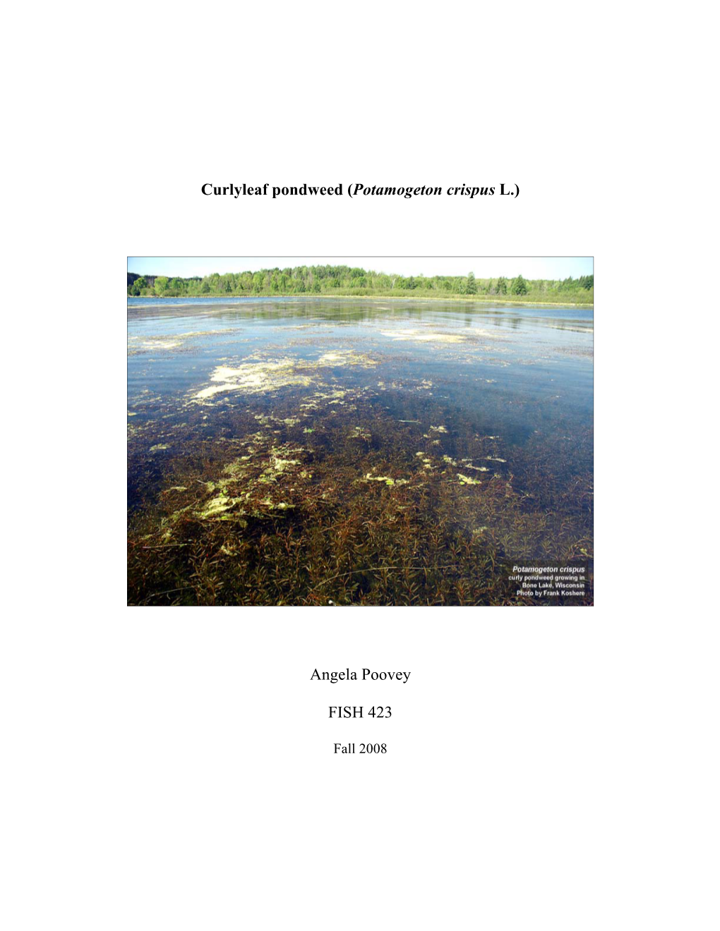 Curlyleaf Pondweed (Potamogeton Crispus L.) Angela Poovey FISH