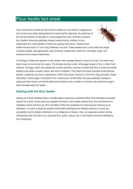 Flour Beetle Fact Sheet
