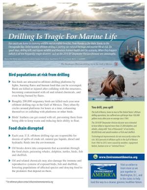 Drilling Is Tragic for Marine Life Our Coasts Are Home to Stunning Wildlife and Incredible Beaches, from Florida to the Outer Banks to the Chesapeake Bay