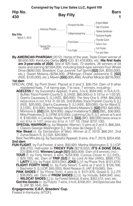 Bay Filly Barn 1 Hip No