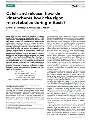Catch and Release: How Do Kinetochores Hook the Right Microtubules During Mitosis?