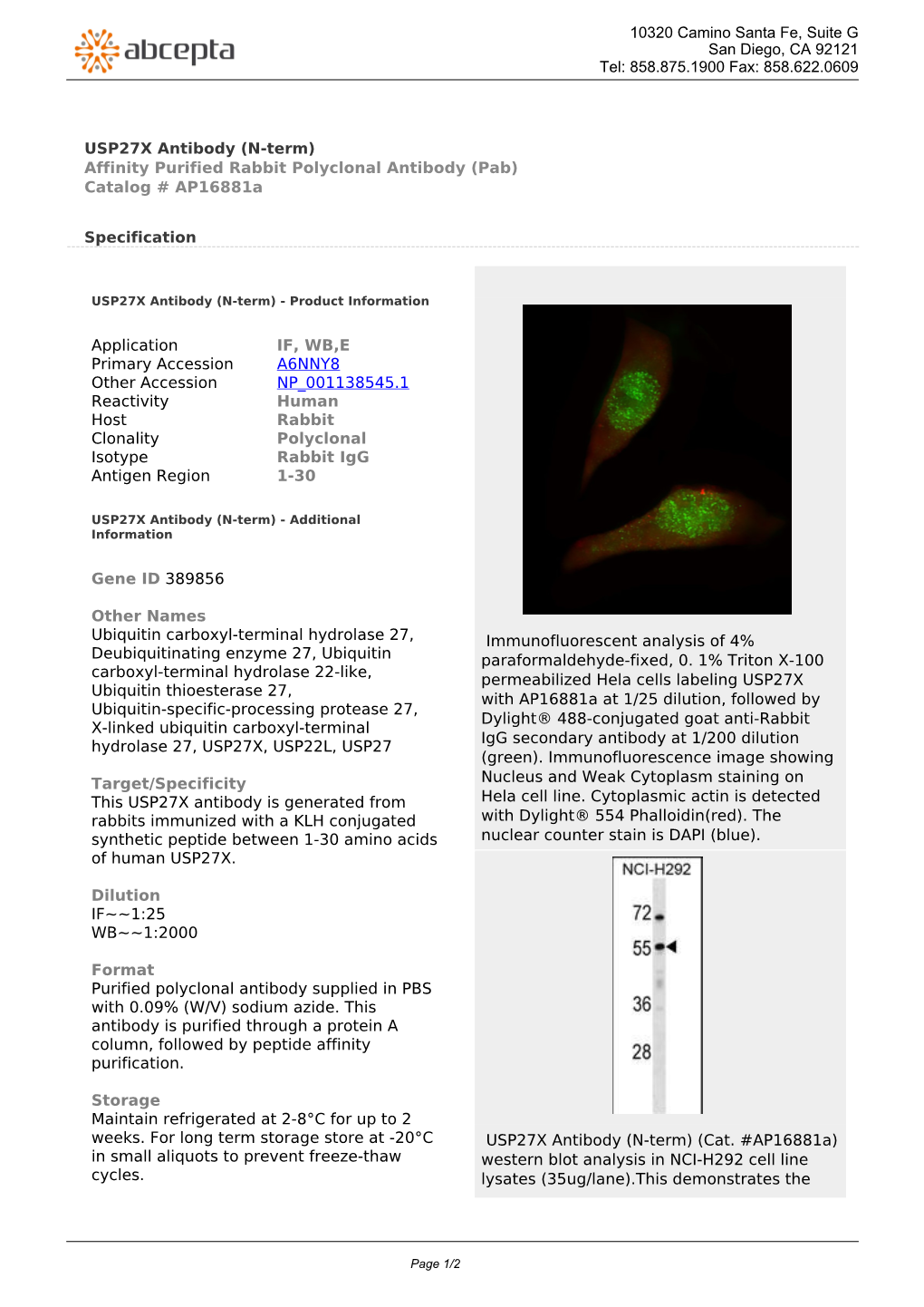 USP27X Antibody (N-Term) Affinity Purified Rabbit Polyclonal Antibody (Pab) Catalog # Ap16881a