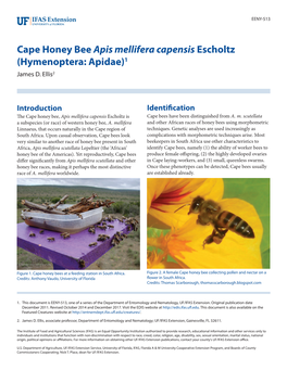 Cape Honey Bee Apis Mellifera Capensis Escholtz (Hymenoptera: Apidae)1 James D