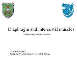 Diaphragm and Intercostal Muscles
