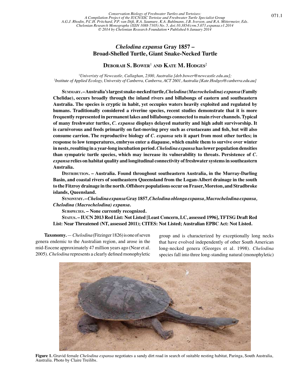 Chelodina Expansa Gray 1857 – Broad-Shelled Turtle, Giant Snake-Necked Turtle