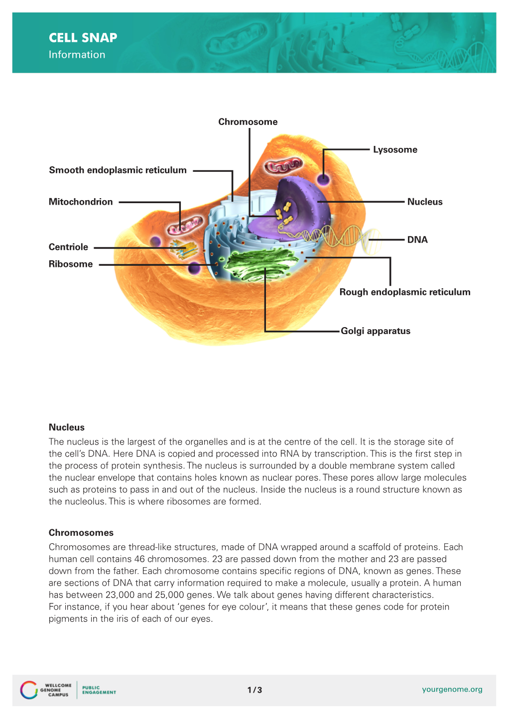 CELL SNAP Information