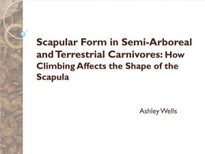 Scapular Form in Semi-Arboreal and Terrestrial Carnivores: How Climbing Affects the Shape of the Scapula