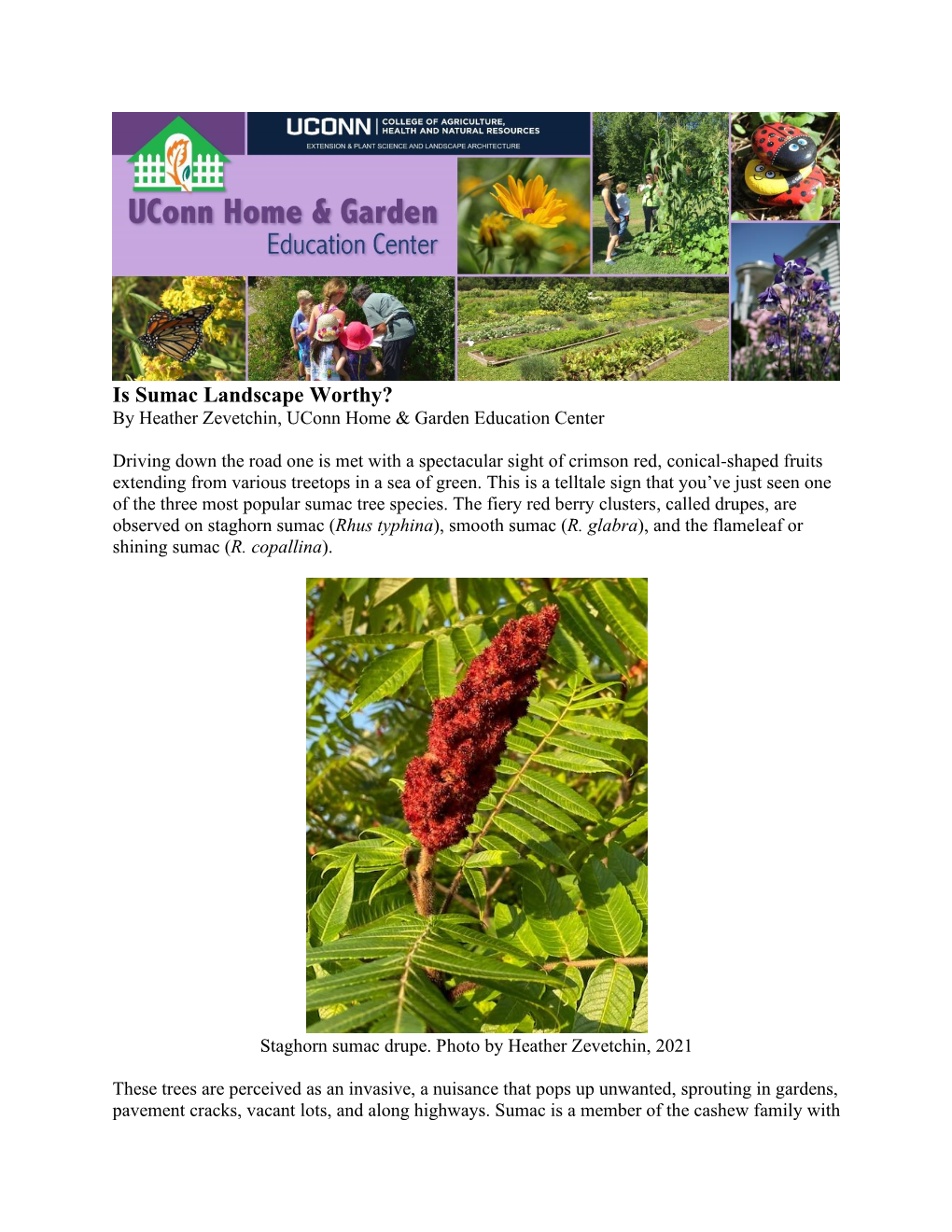 Is Sumac Landscape Worthy? by Heather Zevetchin, Uconn Home & Garden Education Center