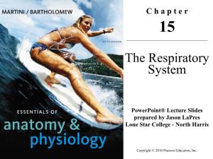 Introduction to the Respiratory System